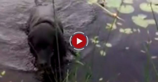 Dog Turns Into A Hero And Saves A Baby Bird!