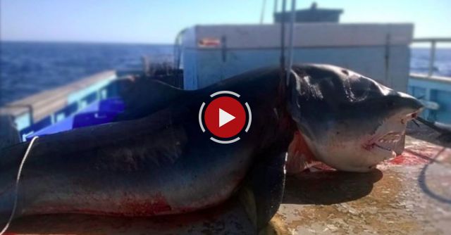 Giant Shark Caught Near One Of Australia's Popular Surfing Spots