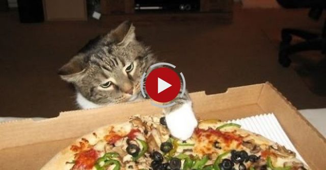Cats Stealing Pizza Compilation