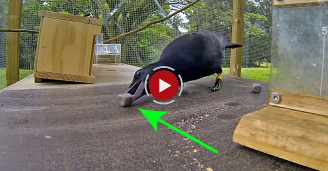 Are Crows The Ultimate Problem Solvers? - BBC