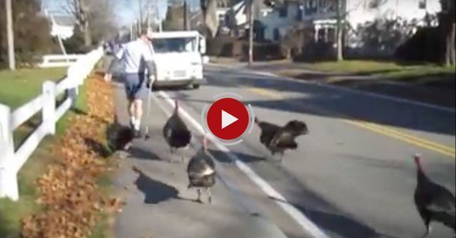 Turkeys Attack Mailman
