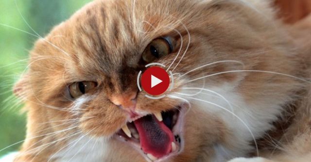 Street Fighter: More Cats Edition