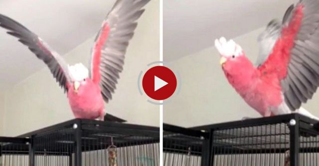 Worlds Most Excited Bird