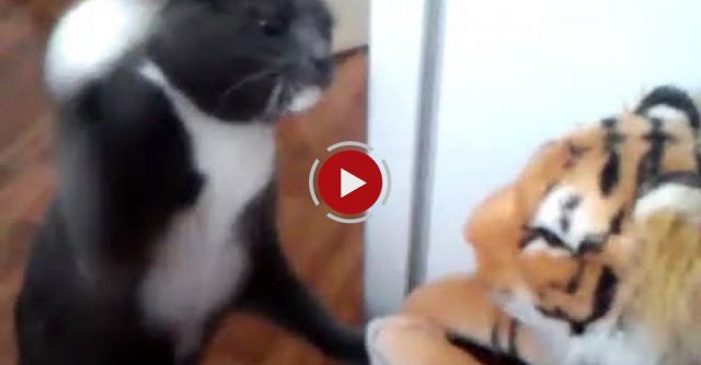 Cat Really Hates This Tiger