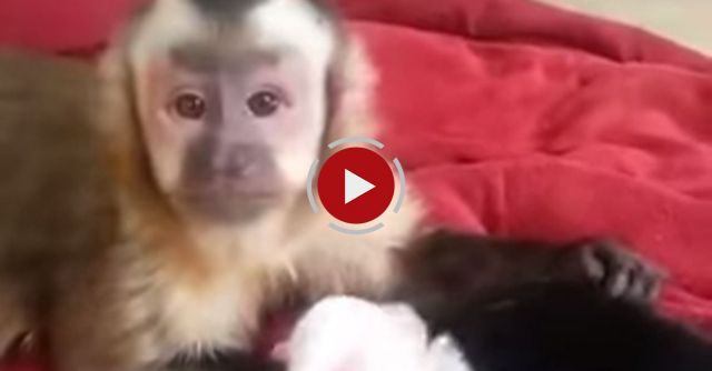 Monkey And His New Puppies