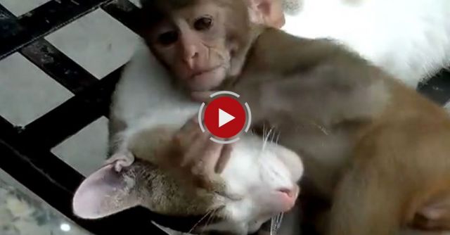 Cat And Monkey Playing