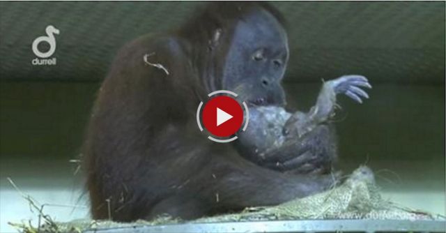 World First - Orangutan Birth Captured Live On Camera At Durrell