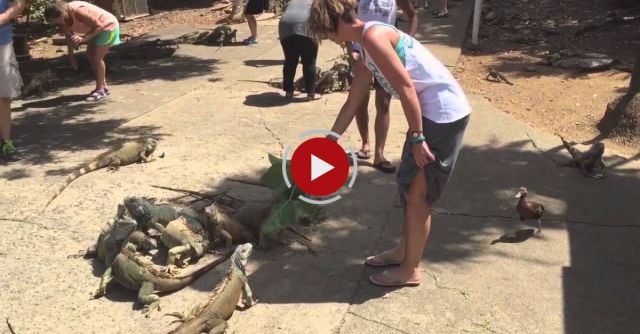 Woman Feeding Lizards Attacked By Duck