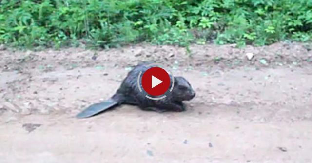 Beaver Attacks Russian Cameraman