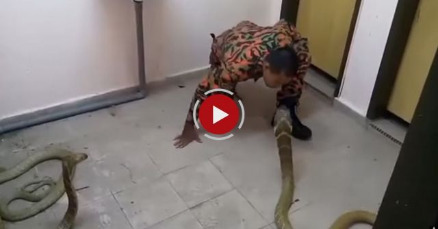 Brave Man Playing With King Cobras