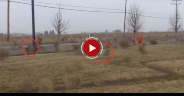 Big Storm/Tumbeweed Migration