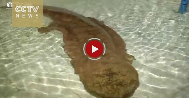 Centuries-old Salamander Found In Chongqing