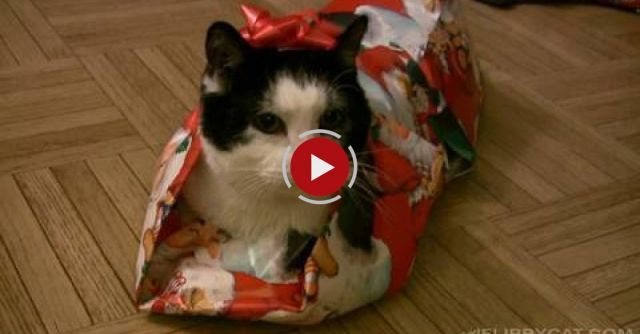 How To Wrap A Cat For Christmas