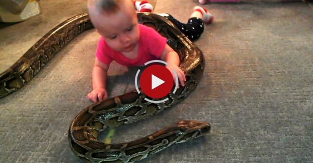 Baby Plays With Python Snake