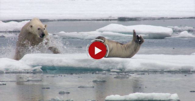 Hungry Polar Bear Surprises A Seal - The Hunt: Episode 2 Preview - BBC One