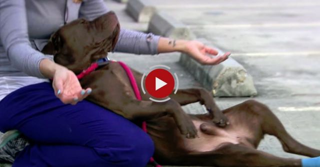 Curtis The Dog: Shot By A Monster, Saved By Angels