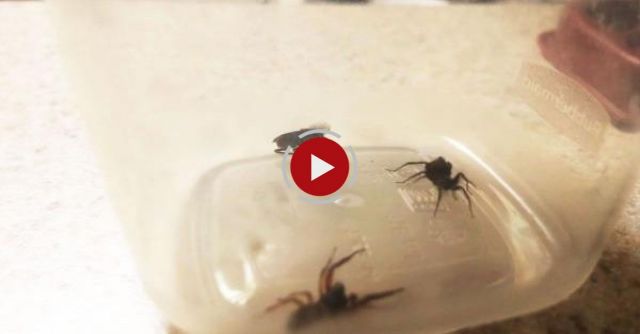 [RAW FOOTAGE] ORIGINAL Spider Explodes With Babies When Attacked By Spider