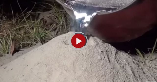 Guy Pours Molten Aluminum In Anthill, Creates Art 