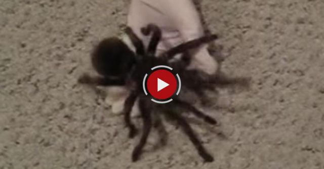 Woman Interacting With A Tarantula