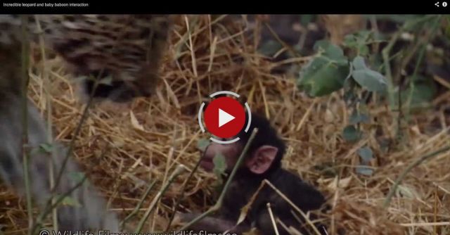Incredible Leopard And Baby Baboon Interaction