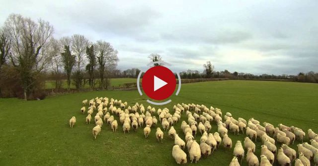 SHEP The Drone - Worlds First Drone Sheepdog