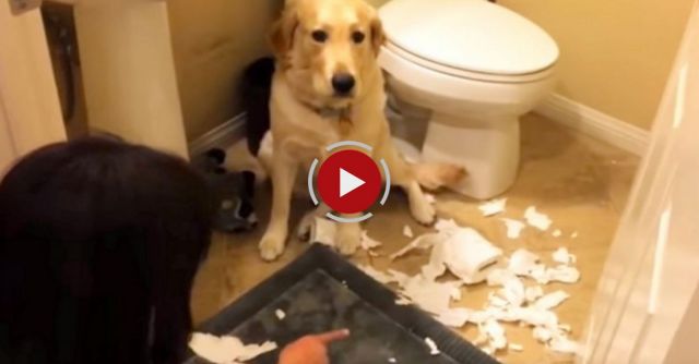 Funny Guilty Dogs Compilation 2016 