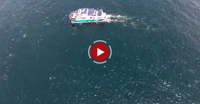 Drones Over Blue Whales, Gray Whales In Surf, Megapod Of Dolphins Off Dana Point Whale Watching