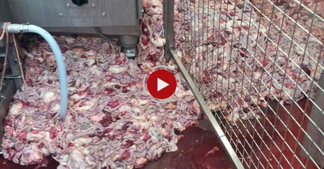 The Dirty Truth About Food And The UK’s Poultry Industry