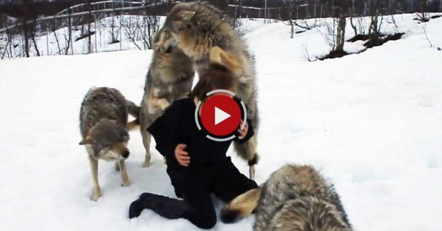 Reunion Between Anita And The Wolves