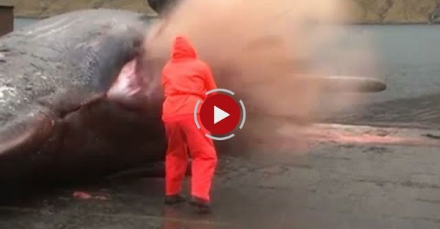 Whale Explodes As Man Tries To Open Stomach