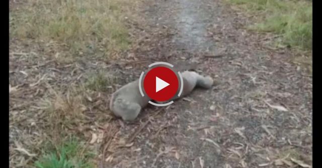 Koala Wrestling Match.