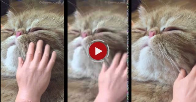 Seamus And Angus : Tiny Hands / Giant Nightmare