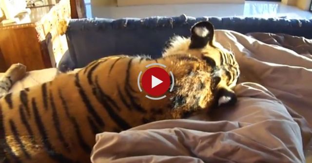 Waking Up With Enzo The Tiger