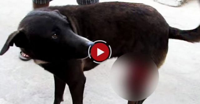 Street Dog's Amazing Recovery From Enormous Wound