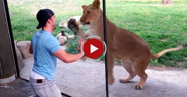 How To Play With Lions At The Zoo