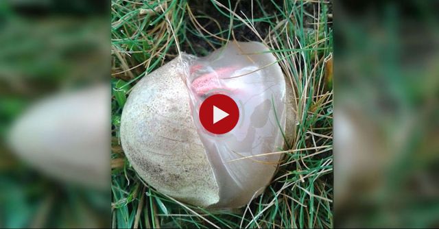 Devils Fingers Or Octopus Fungus Clathrus