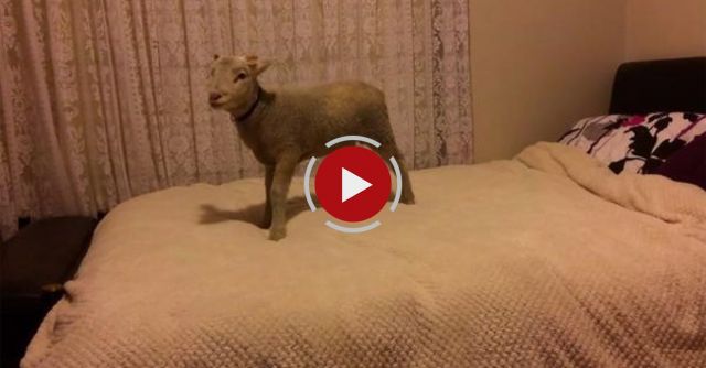 Winter The Lamb Bouncing On The Bed.