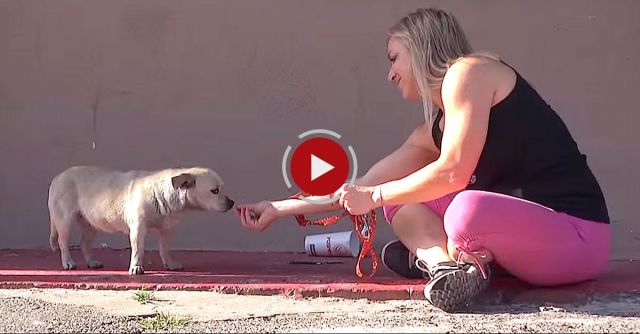 Hope For Paws: Saving Jenny