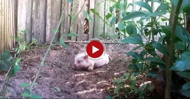 The Cutest Silly Pig.