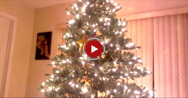 Cat Christmas Tree Disaster