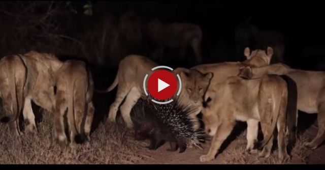 Lions Vs Porcupine - Londolozi TV