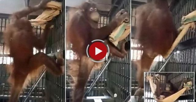 Orangutan Builds A Hammock