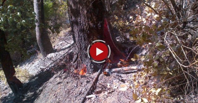 Tree Fire In Defiance, OH - December 21, 2015