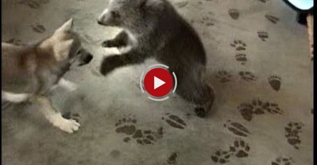 Grizly Bear Cub & Wolf Cub Playing