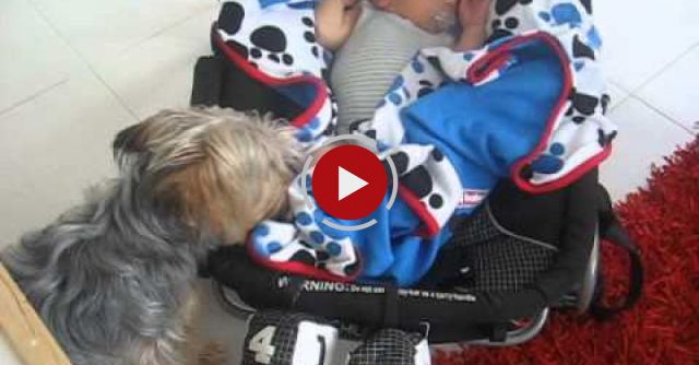 Yorkshire Terrier Misty Tucks In Her Mate