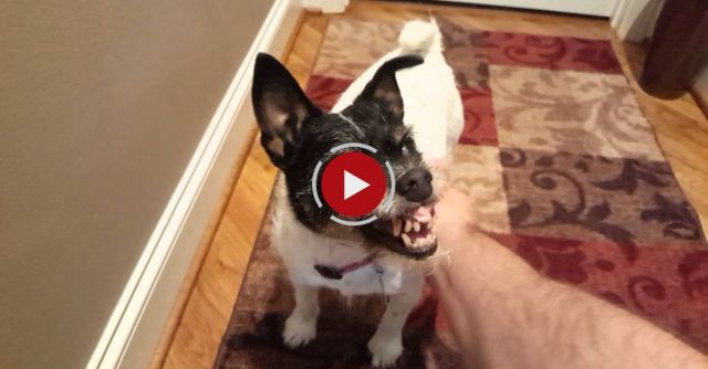 My Grandmother's Dog Loves Me