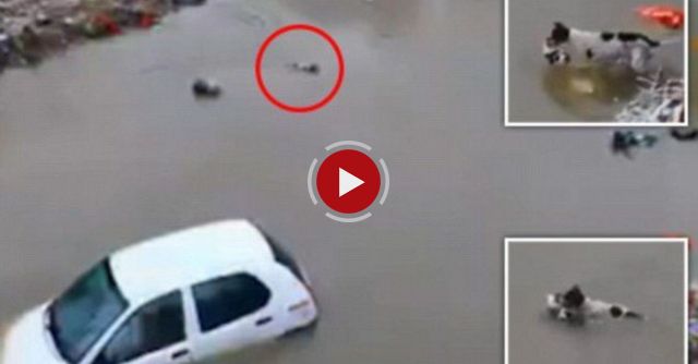 The Street Dog Save Her Puppies In Chennai Flood