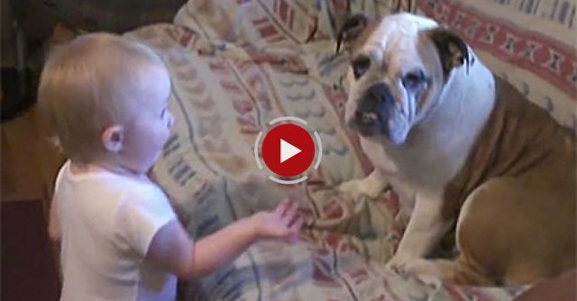 Baby Argues With Bulldog