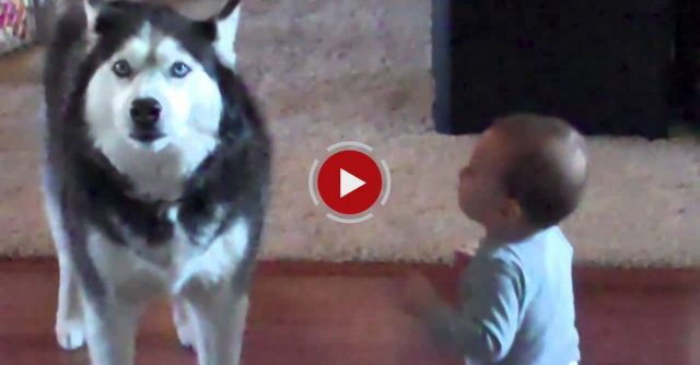 Dog Imitates Baby