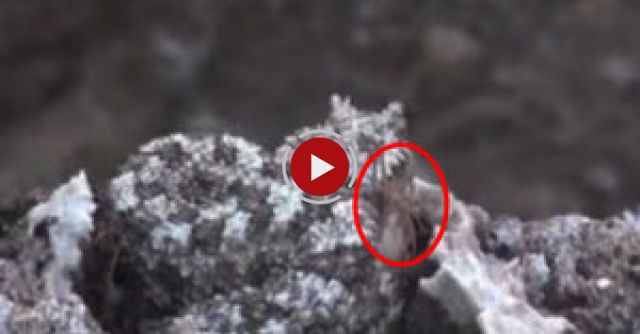 Spider Tailed Horned Viper